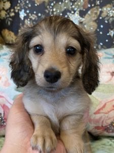 Creme of the Crop Miniature Dachshunds Cream Puppy Farrah 1