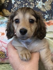 Creme of the Crop Miniature Dachshunds Cream Puppy Farrah 2