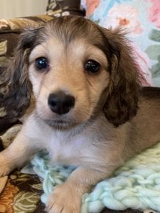 Creme of the Crop Miniature Dachshunds Cream Puppy Farrah 3