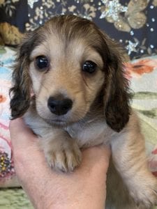 Creme of the Crop Miniature Dachshunds Cream Puppy Farrah 4