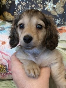 Creme of the Crop Miniature Dachshunds Shaded Cream Puppy Farrah 5