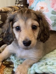 Creme of the Crop Miniature Dachshunds Shaded Cream Puppy Farrah 6