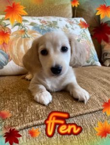 Creme of the Crop Miniature Dachshunds Cream Puppy - Fen