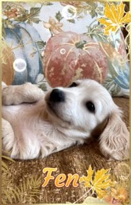 Creme of the Crop Miniature Dachshunds Cream Puppy - Fen 2