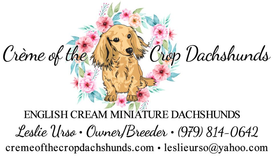 final-business-card-front Creme of the Crop Dachshunds - English Cream Miniature Dachshunds