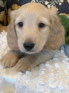 Creme of the Crop Miniature Dachshund Puppy - Finn 1