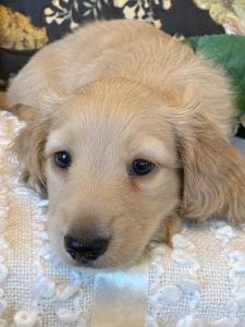 Creme of the Crop Miniature Dachshund Puppy - Finn 2