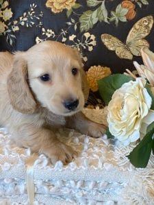 Creme of the Crop Miniature Dachshund Puppy - Finn 3