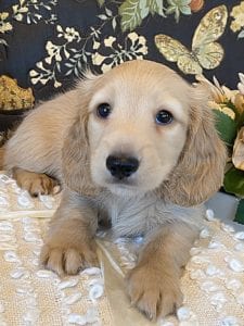 Creme of the Crop Miniature Dachshund Puppy - Finn 4