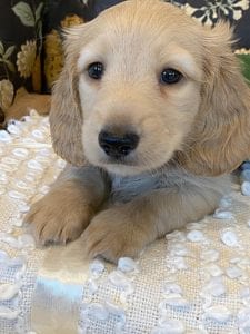 Creme of the Crop Miniature Dachshund Puppy - Finn 5