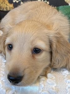 Creme of the Crop Miniature Dachshund Puppy - Finn 6