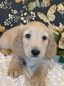 Creme of the Crop Miniature Dachshund Puppy - Finn 8