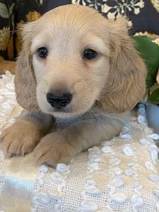 Creme of the Crop Miniature Dachshund Puppy - Finn 9