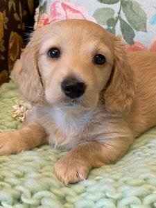 Creme of the Crop Miniature Dachshunds Cream Puppy Butters Florence 1
