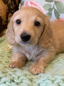 Creme of the Crop Miniature Dachshunds Cream Puppy Butters Florence 3