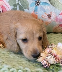 Creme of the Crop Miniature Dachshunds Cream Puppy Butters Florence 4