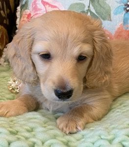 Creme of the Crop Miniature Dachshunds Cream Puppy Butters Florence 5