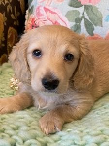 Creme of the Crop Miniature Dachshunds Cream Puppy Butters Florence 6