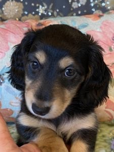 Creme of the Crop Miniature Dachshunds Shaded Cream Puppy Frank 3