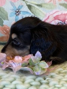 Creme of the Crop Miniature Dachshunds Shaded Cream Puppy Frank 6