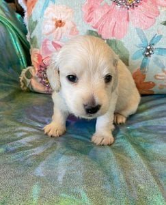 Creme of the Crop Miniature Dachshund Puppy Frankie 1