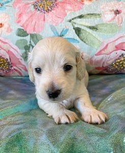 Creme of the Crop Miniature Dachshund Puppy Frankie 2