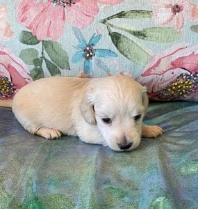 Creme of the Crop Miniature Dachshund Puppy Frankie 3