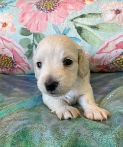 Creme of the Crop Miniature Dachshund Puppy Frankie 4
