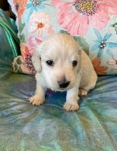 Creme of the Crop Miniature Dachshund Puppy Frankie 5