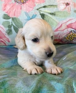 Creme of the Crop Miniature Dachshund Puppy Frankie 6