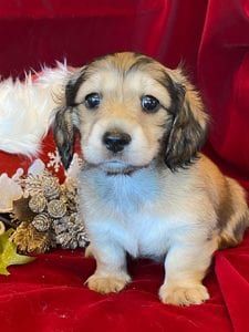 Creme of the Crop Miniature Dachshunds Cream Puppy - Gracie
