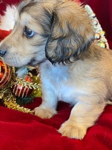 Creme of the Crop Miniature Dachshunds Cream Puppy - Gracie 2