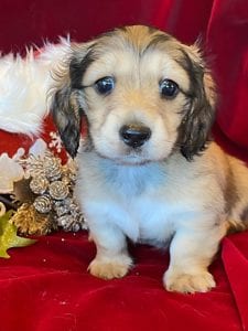 Creme of the Crop Miniature Dachshunds Cream Puppy - Gracie 3