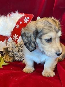 Creme of the Crop Miniature Dachshunds Cream Puppy - Gracie 4