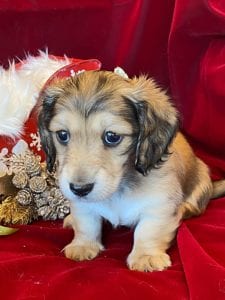 Creme of the Crop Miniature Dachshunds Cream Puppy - Gracie 5