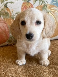 Creme of the Crop Miniature Dachshunds Cream Puppy - Gromit 1