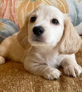 Creme of the Crop Miniature Dachshunds Cream Puppy - Gromit 2