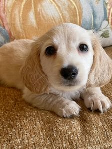 Creme of the Crop Miniature Dachshunds Cream Puppy - Gromit 3