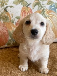 Creme of the Crop Miniature Dachshunds Cream Puppy - Gromit 4