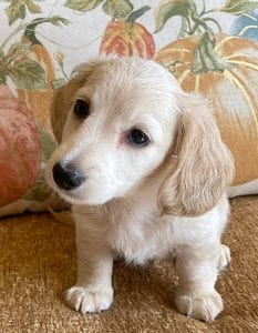 Creme of the Crop Miniature Dachshunds Cream Puppy - Gromit 5