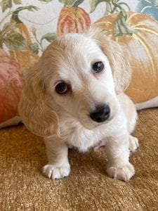 Creme of the Crop Miniature Dachshunds Cream Puppy - Gromit 6