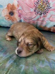Creme of the Crop Miniature Dachshund Puppy Hank 1
