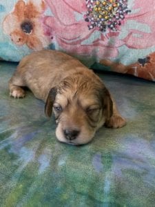 Creme of the Crop Miniature Dachshund Puppy Hank 2