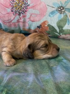 Creme of the Crop Miniature Dachshund Puppy Hank 3
