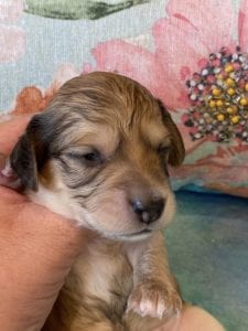 Creme of the Crop Miniature Dachshund Puppy Hank 4