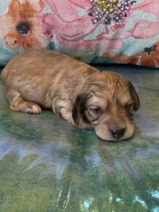 Creme of the Crop Miniature Dachshund Puppy Hank 5