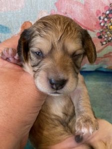 Creme of the Crop Miniature Dachshund Puppy Hank 6
