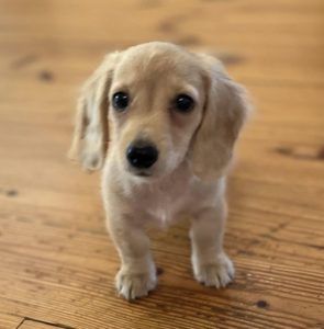 Creme of the Crop Miniature Dachshunds Customer Review - Hunny from South Carolina