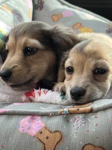 Creme of the Crop Miniature Dachshund Breeder Customer Review/Testimonial - Jennifer and Maddy from Spring, Texas