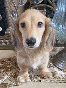 Creme of the Crop Miniature Dachshund Breeder - Jackson 2
